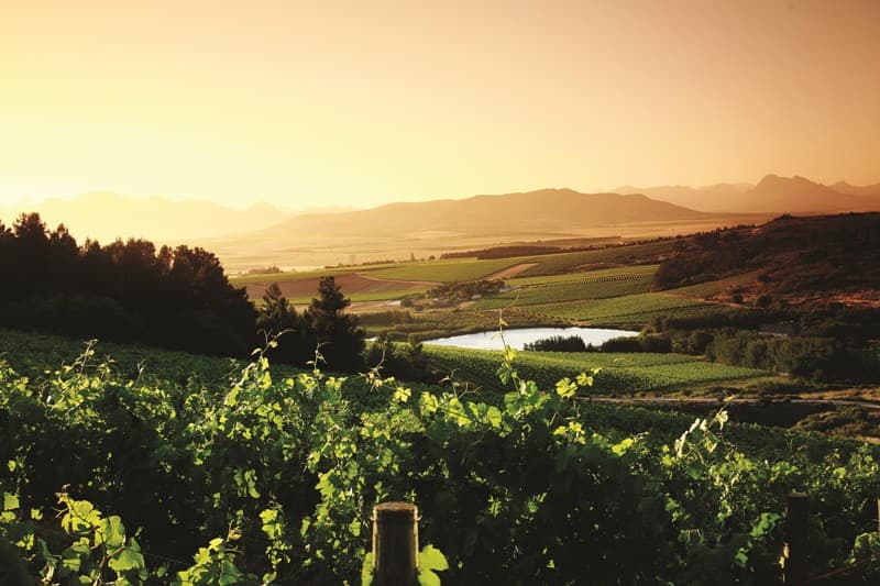 Vondeling Wines