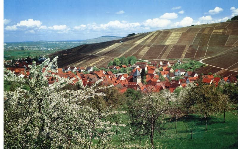 Uma degustação de vinhos e um passeio no Weingut Kuhnle