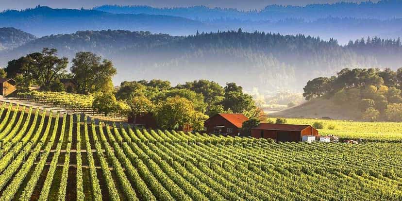 Los Olivos wine city