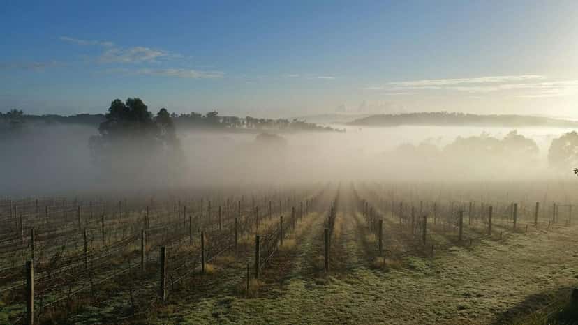Tasmania’s Winter Brook Vineyard Pure Wine Tasting