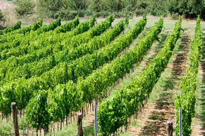 Wine Tasting and Tour at Azienda Agricola Ciucci