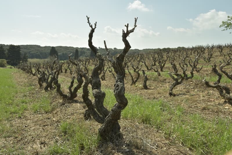 Trio de Vinhos na Cantina Sampietrana