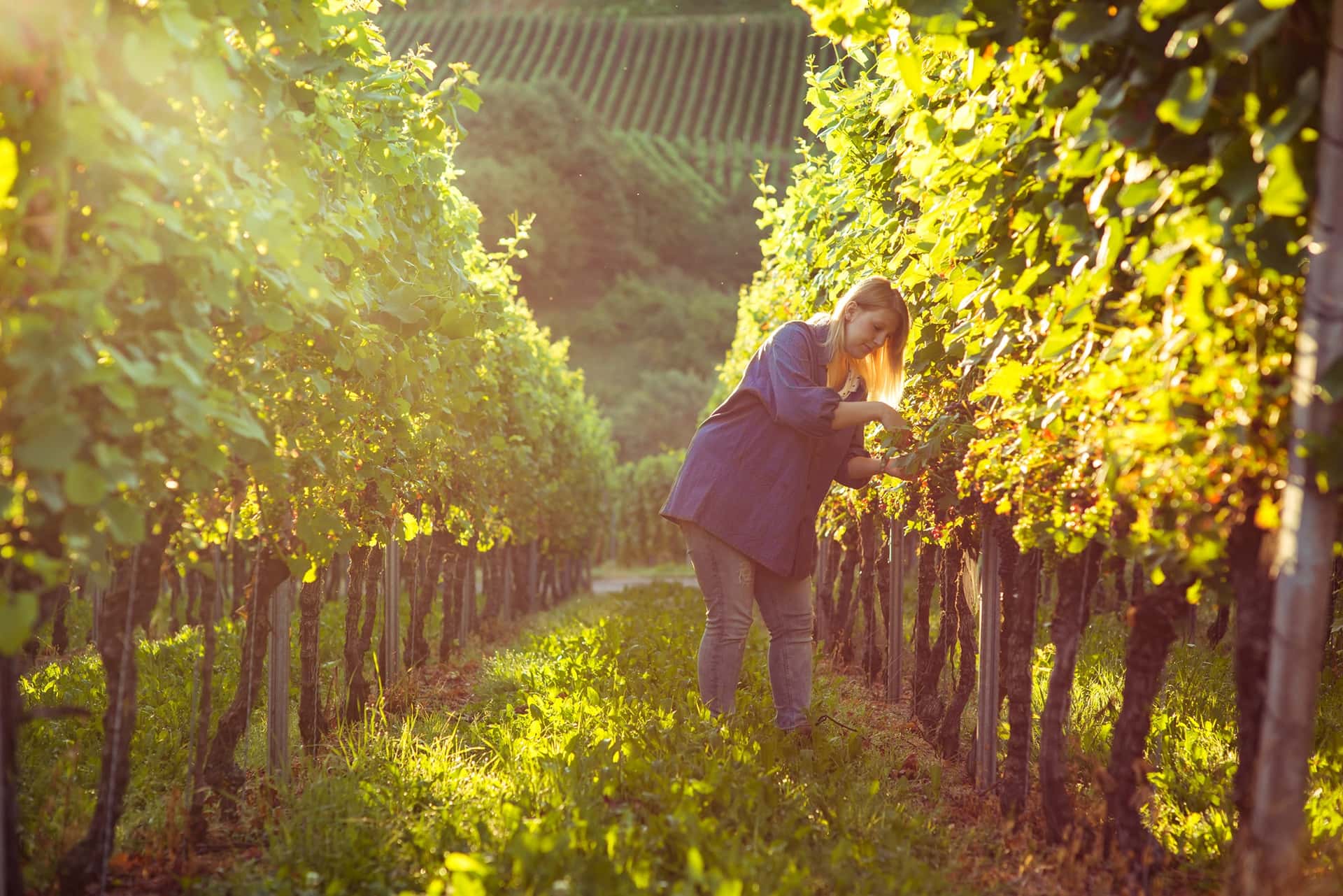Degustação de vinhos e tour na Weinmanufaktur…