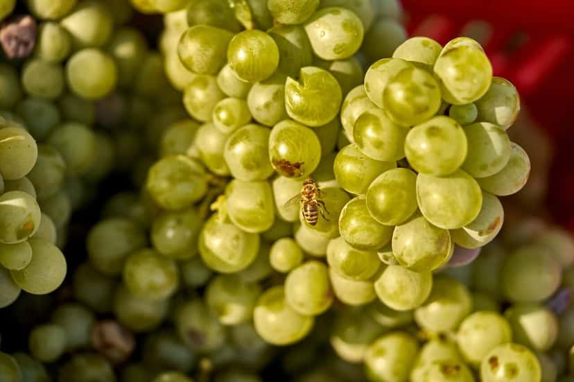 Degustazione di vini Karplma presso l'azienda vinicola Ktima Akrani