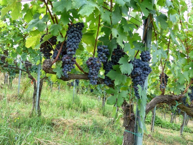 Campochiarenti Winery Foto 4