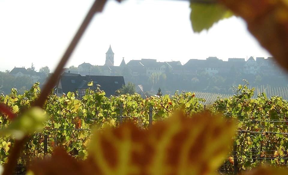 Jean Becker Winery photo 3