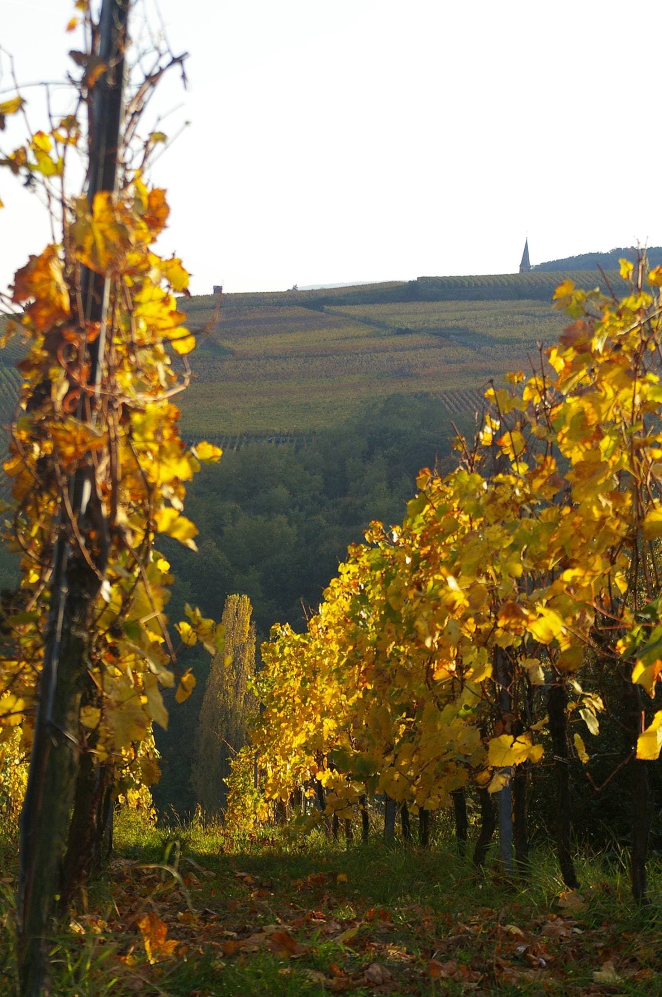 Domaine Aimé Stentz photo 4
