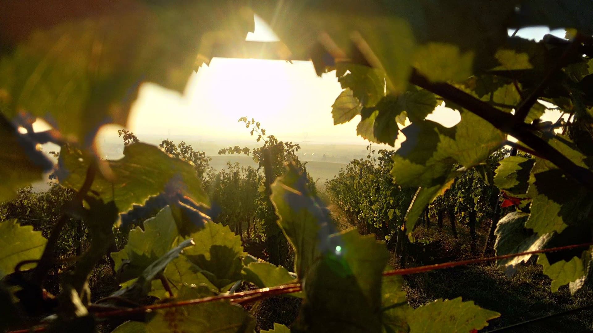 Domaine Aimé Stentz photo 3