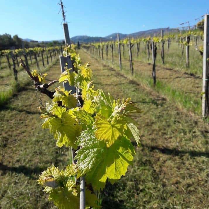 Weinprobe und Tour im Casale Mattia