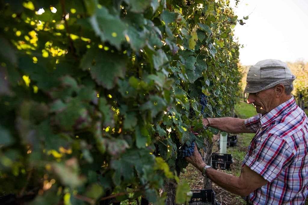 Cantina Ricchi: A Harmonious Blend of Tradition and Innovation foto 2