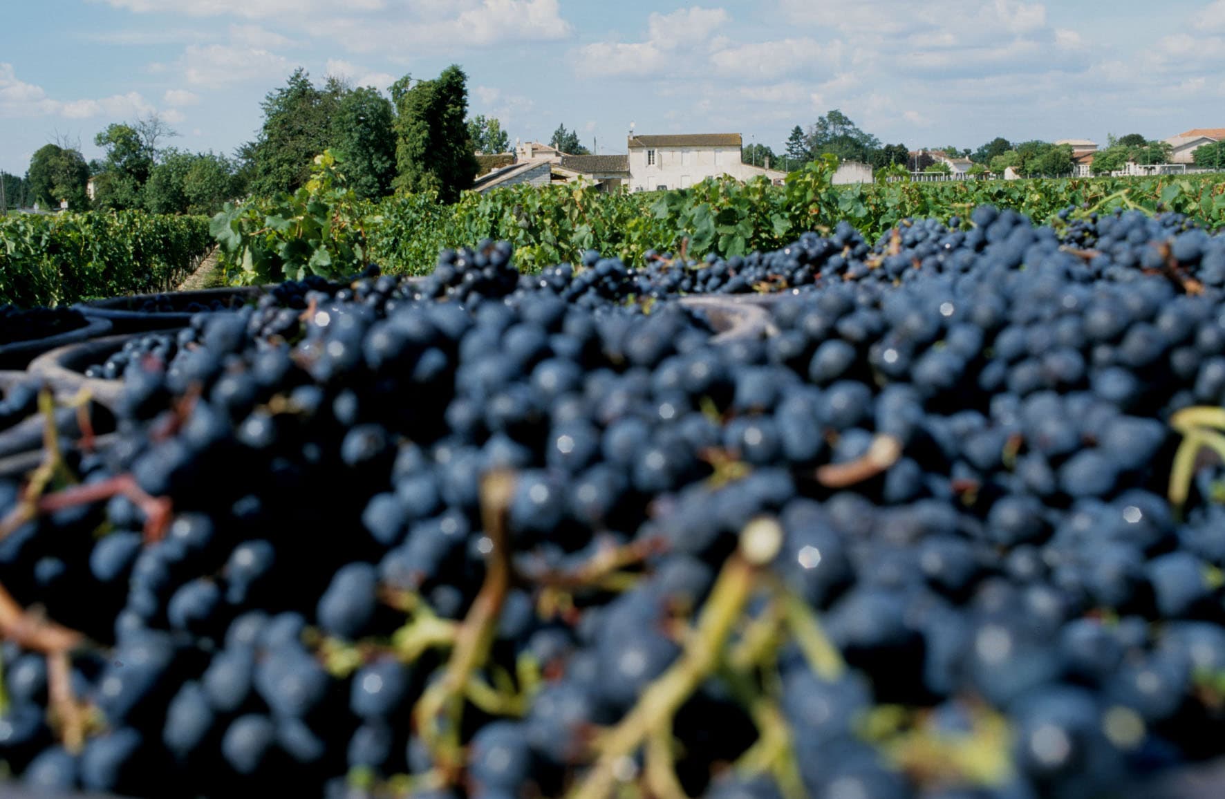 Château Perron: A Family Legacy in Bordeaux photo 3