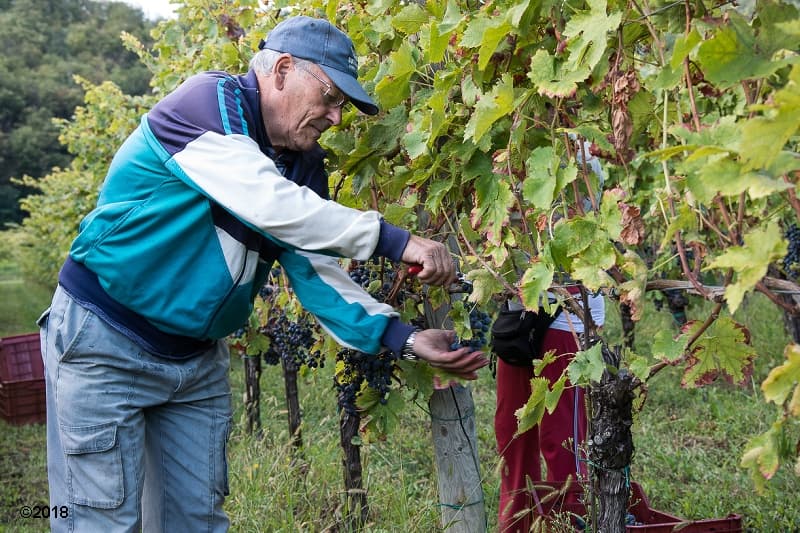 Azienda Agricola Grillo Iole foto 4