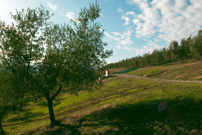 Azienda Agricola Ciucci photo 5