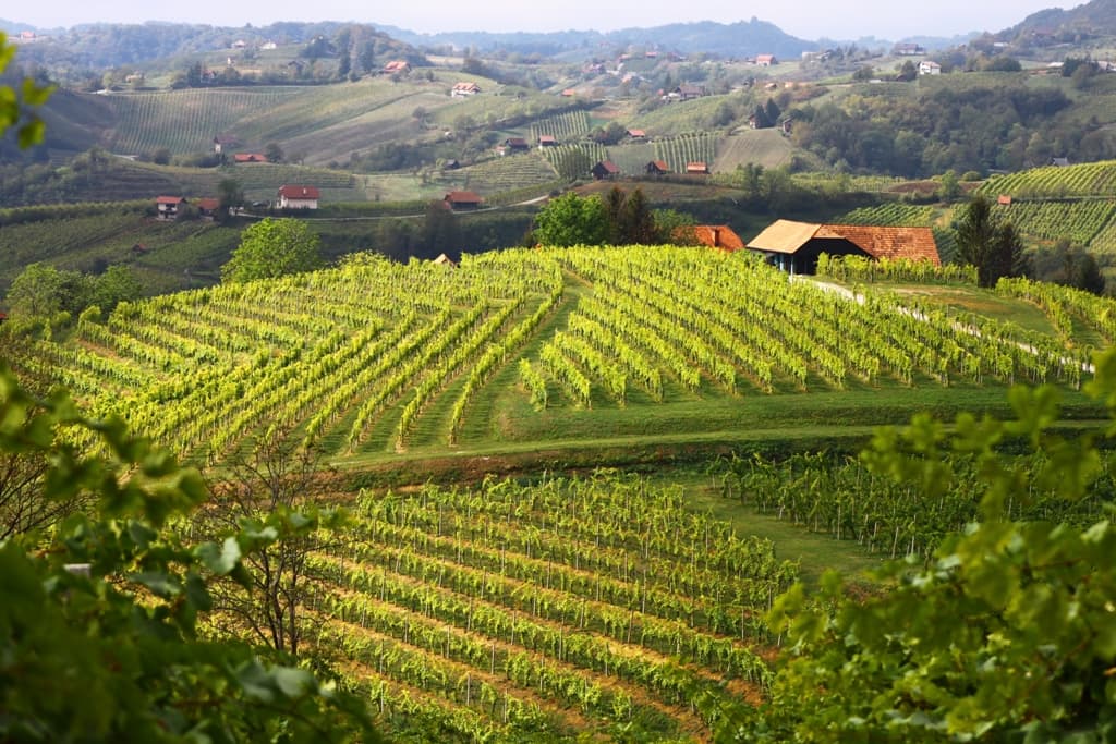 Weinberge des Weinguts Istenič, unser Partnerweingut aus der Weinregion Posavska