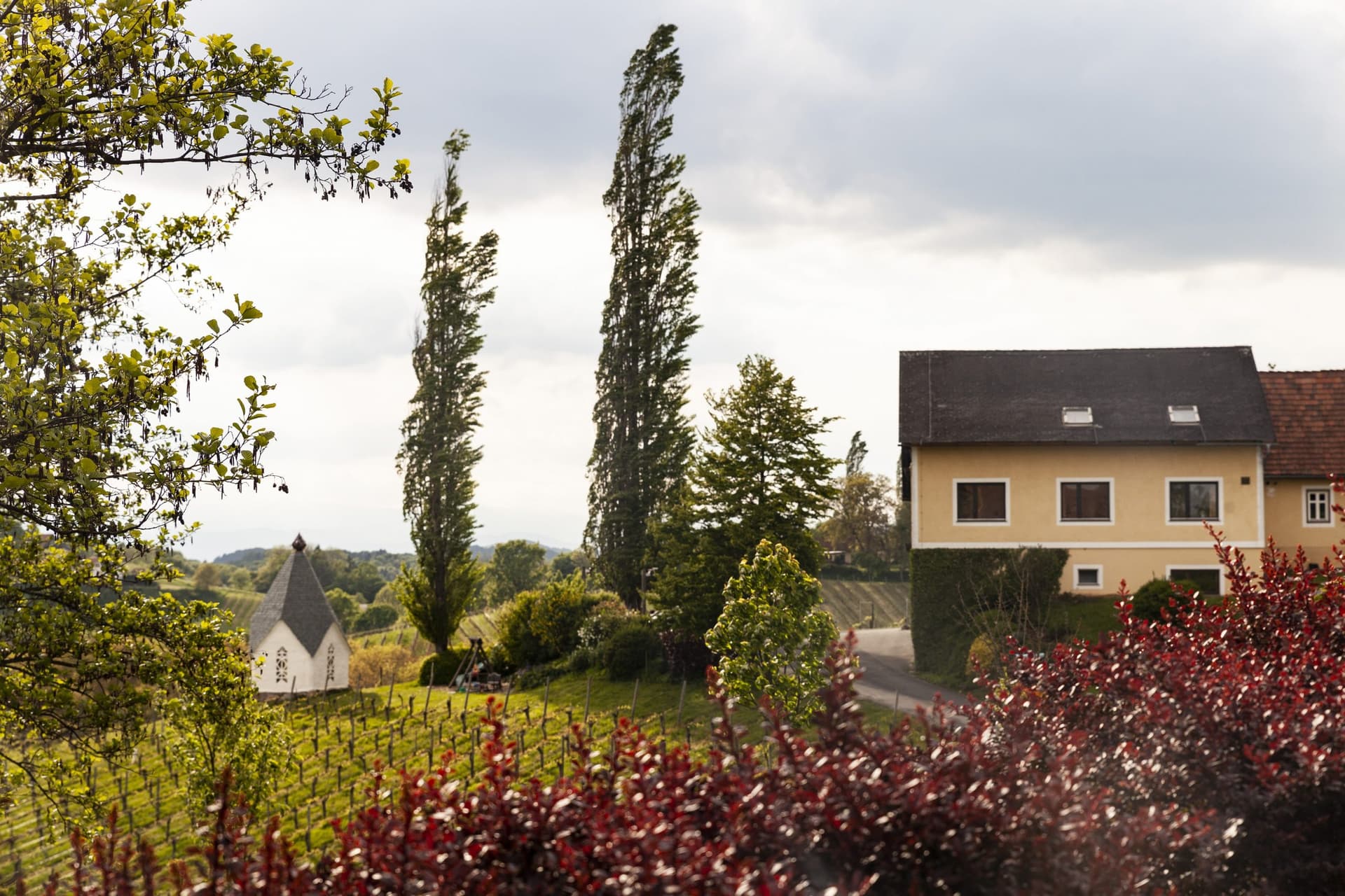 Weingut MUSTER.gamlitz photo 3