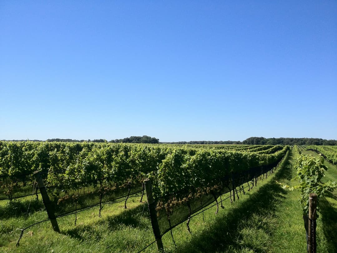 Una veduta del vigneto di Paumanok Vineyards