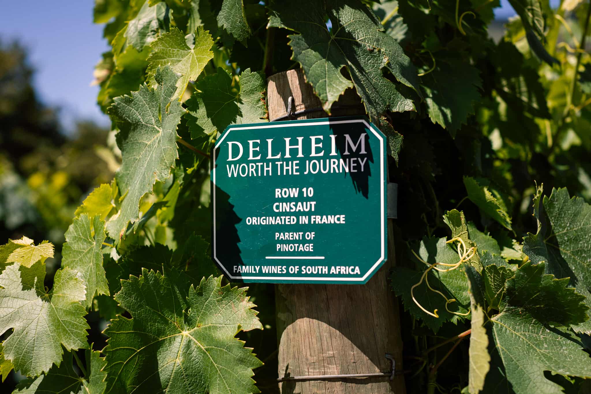Delheim Winery foto 2