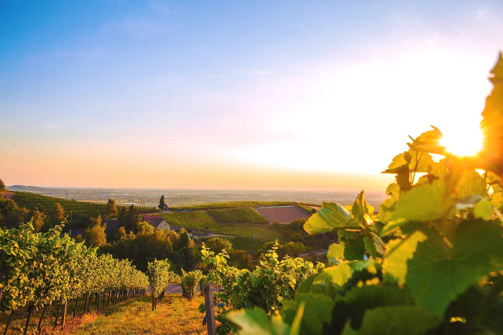 Weinmanufaktur Gengenbach-Offenburg foto 3