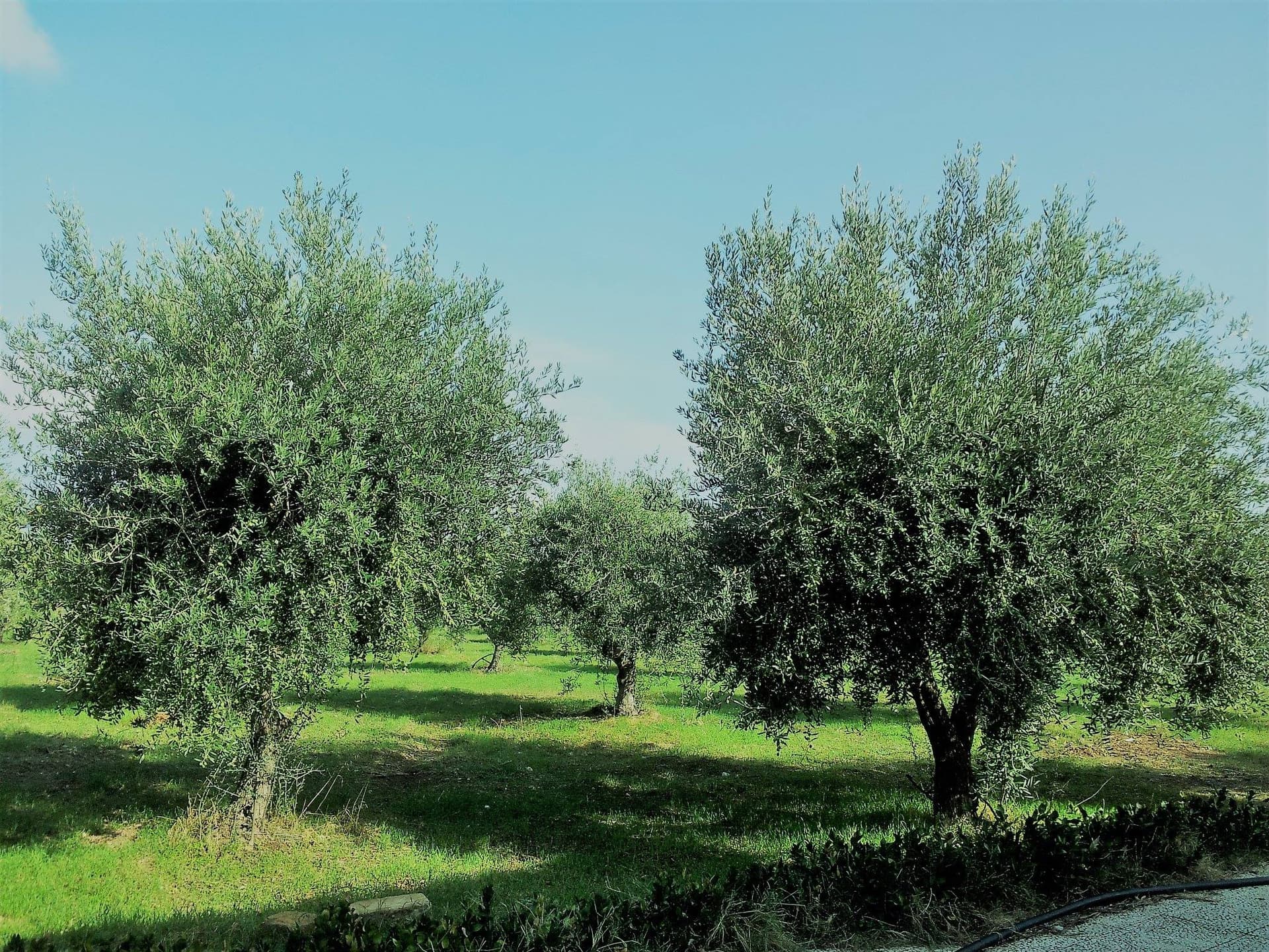 Azienda Fausta Mansio foto 5