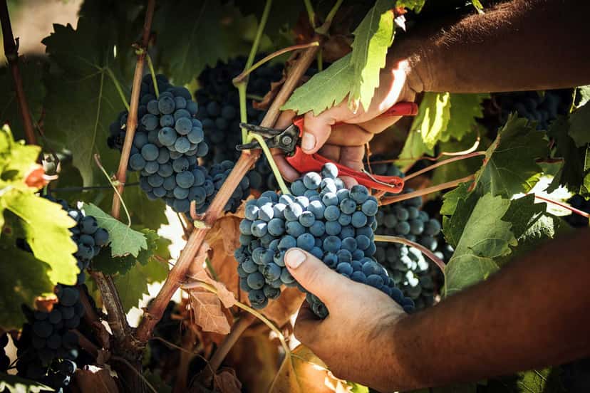 Varietal Tasting at Tenute Lombardo