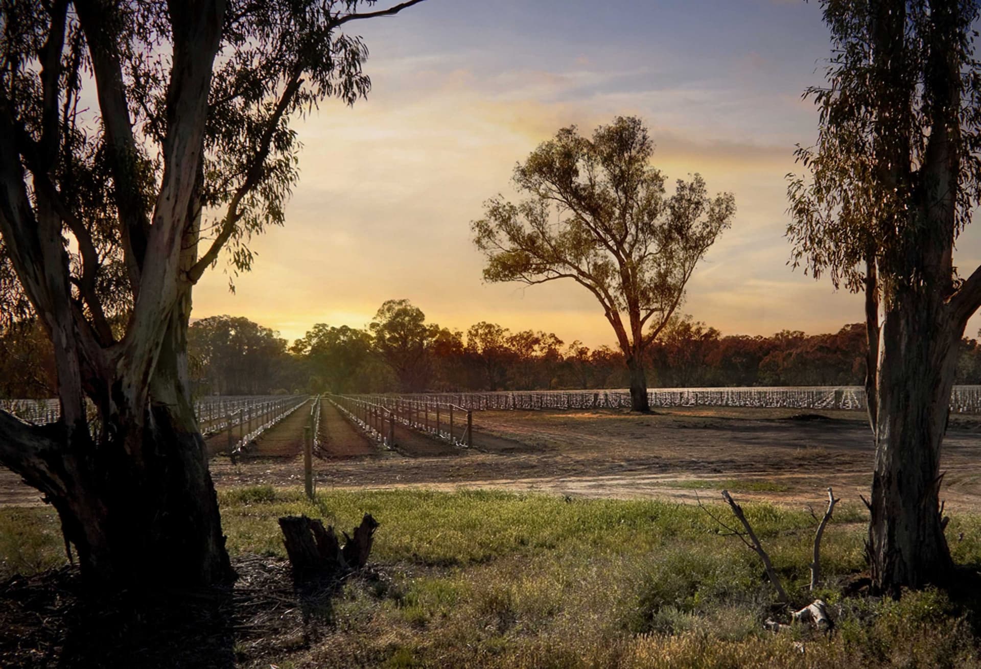 Andrew Peace Wines foto 3