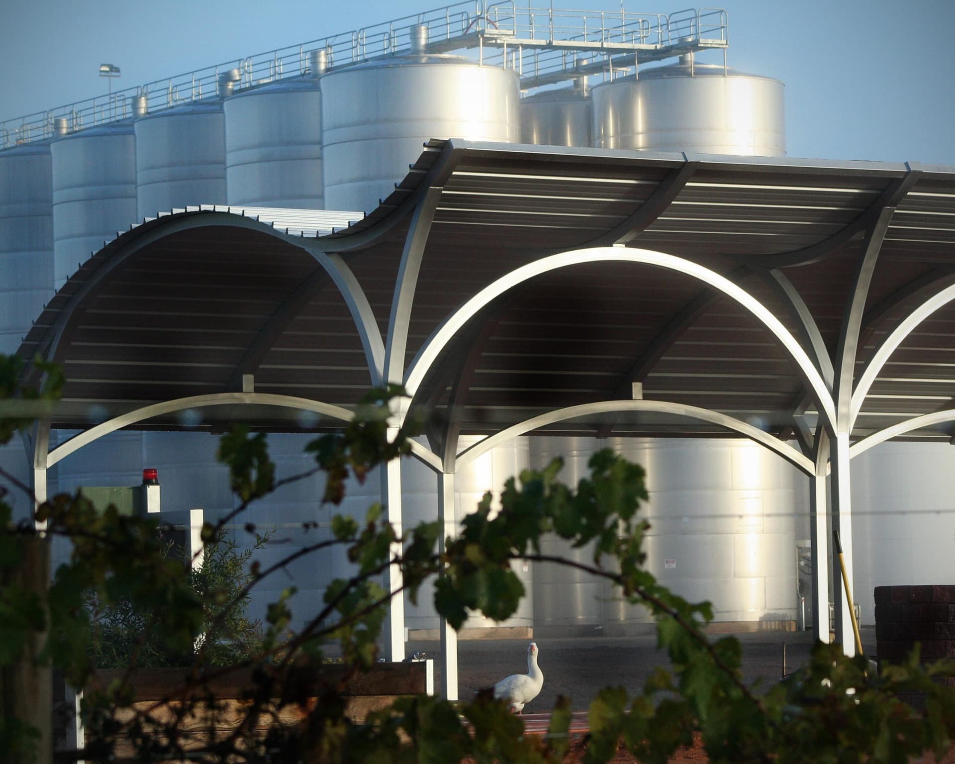 Andrew Peace Wines foto 4