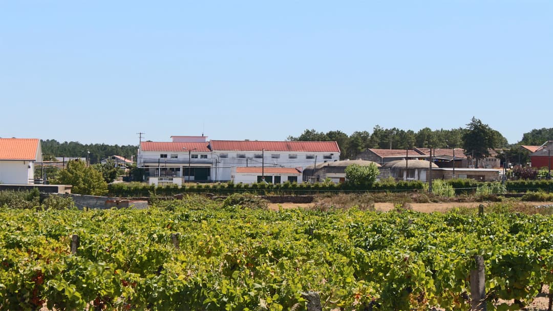 Beira-serra-vinhos-vineyard Mu3b2l