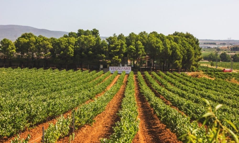 bodegas-vegalfaro-vineyard_teabet-1000x600