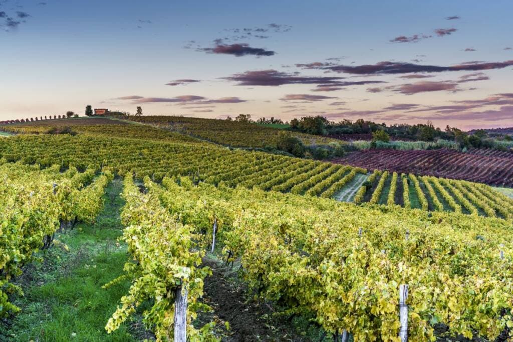 cattunar üppige und großartige Weinberge in der Nähe des Weinguts in Kroatien