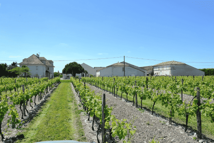 Château Montifaud Cognac foto 3