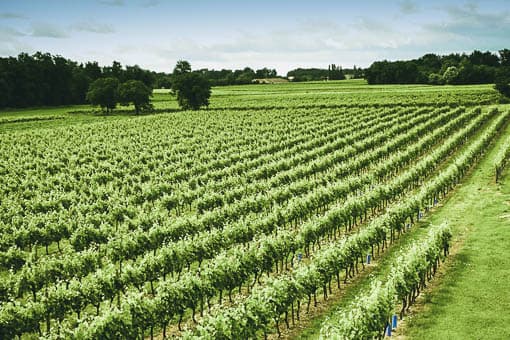 Vacker utsikt över vingårdar i Cognac vinregion