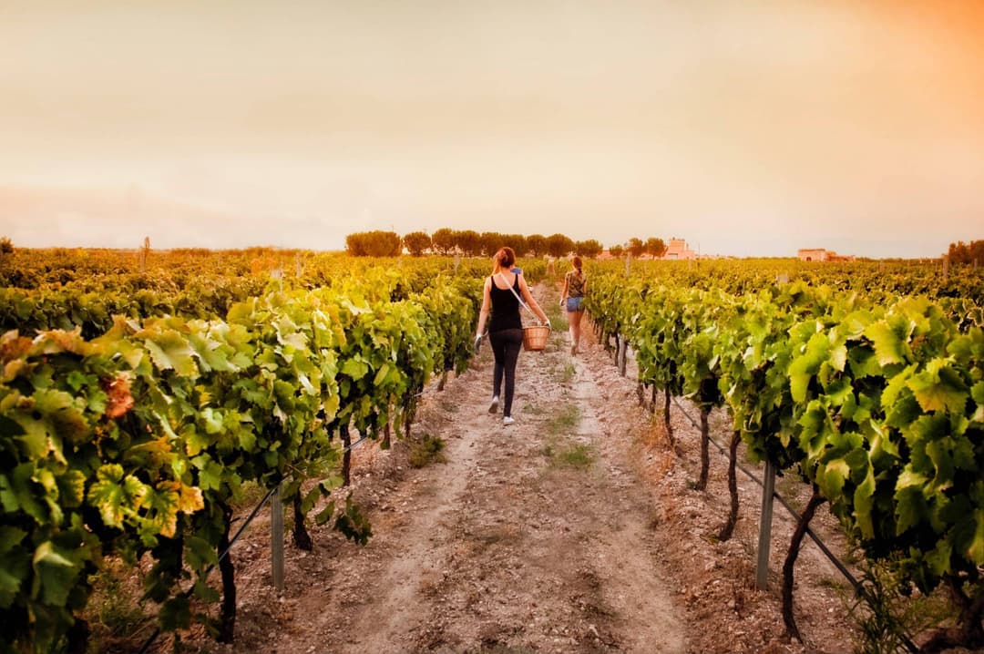 ec43b272-cantine-paradiso-grapevines-scaled_rzjmtb