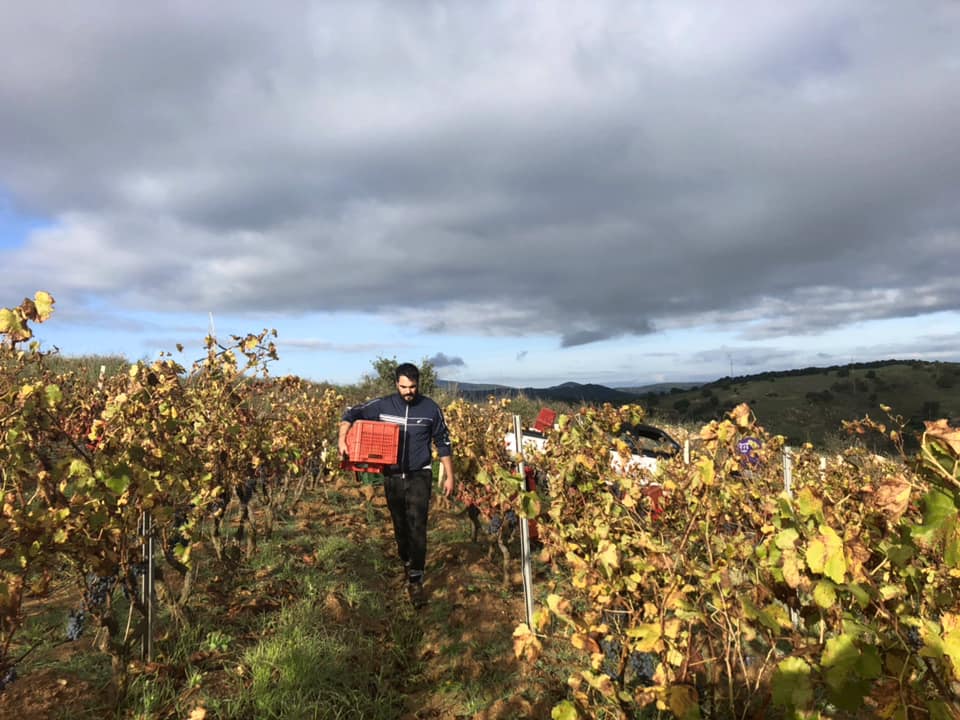 F910df12-vine- -wines-giuseppe-sedilesu Zsg2sb