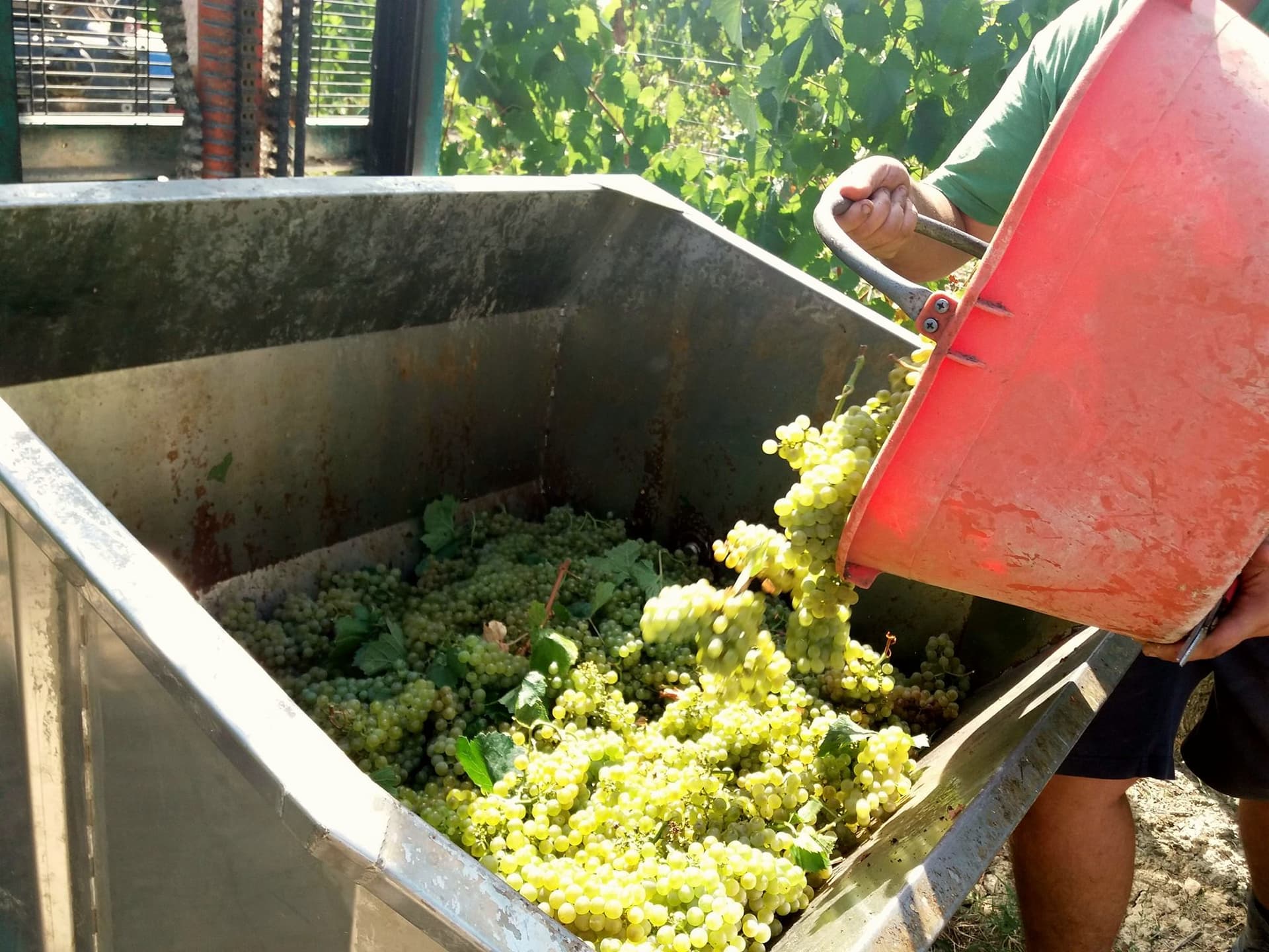 Cantina di Casorzo Winery photo 5