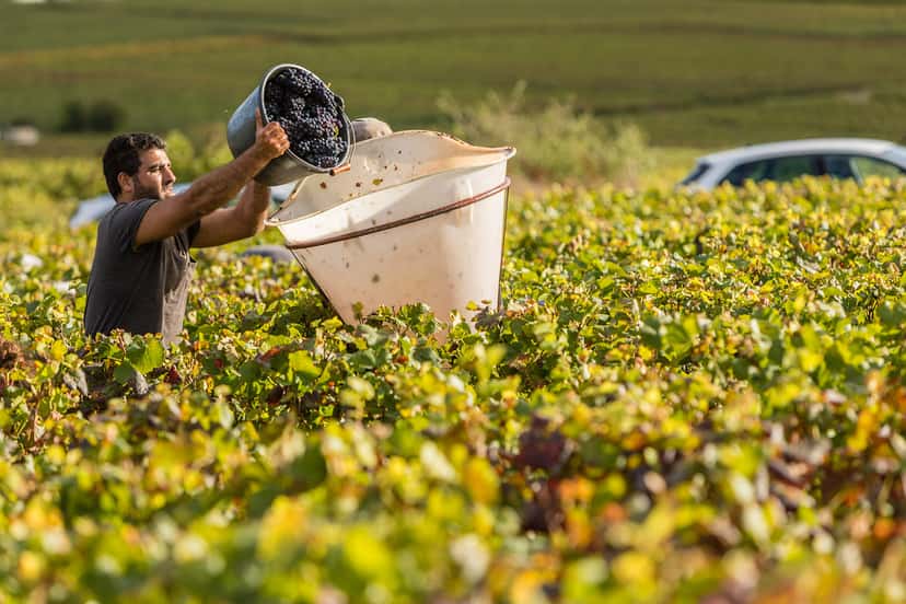 Marsannay appellation