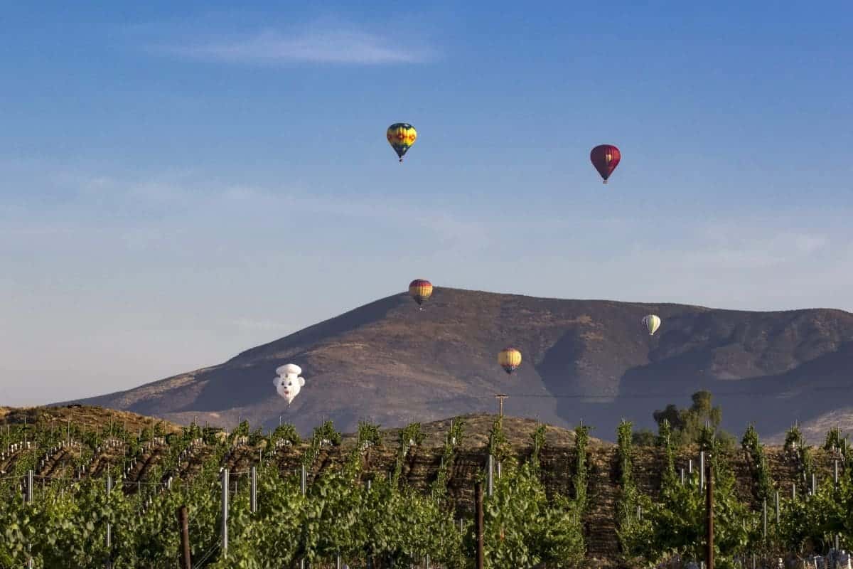 Wine region landscape