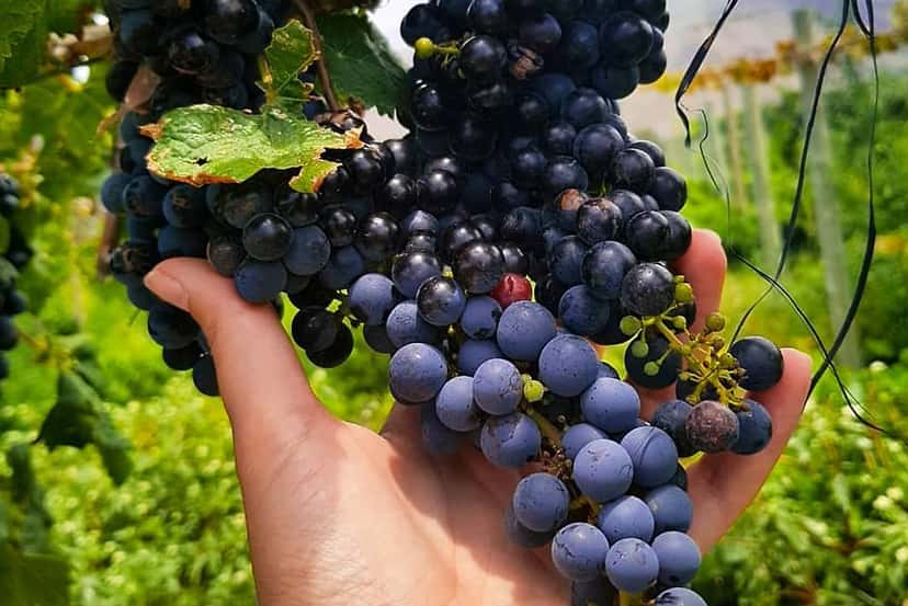Vinprovning och rundtur på Las Arcas De Tolombon