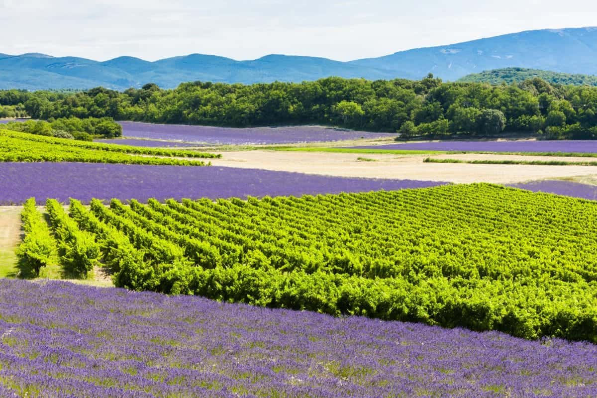 Paisagem de uma região vinícola