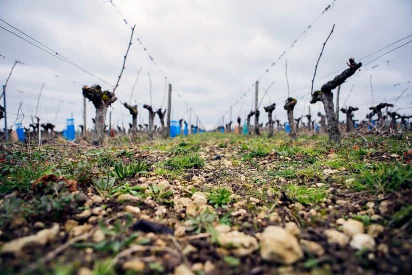 Bordeaux Harvest & Winemaking Adventure at Château Vieux Robin