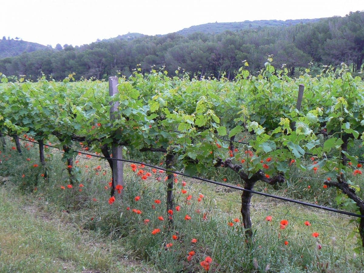 Château Bas: A Gem in Provence photo 4