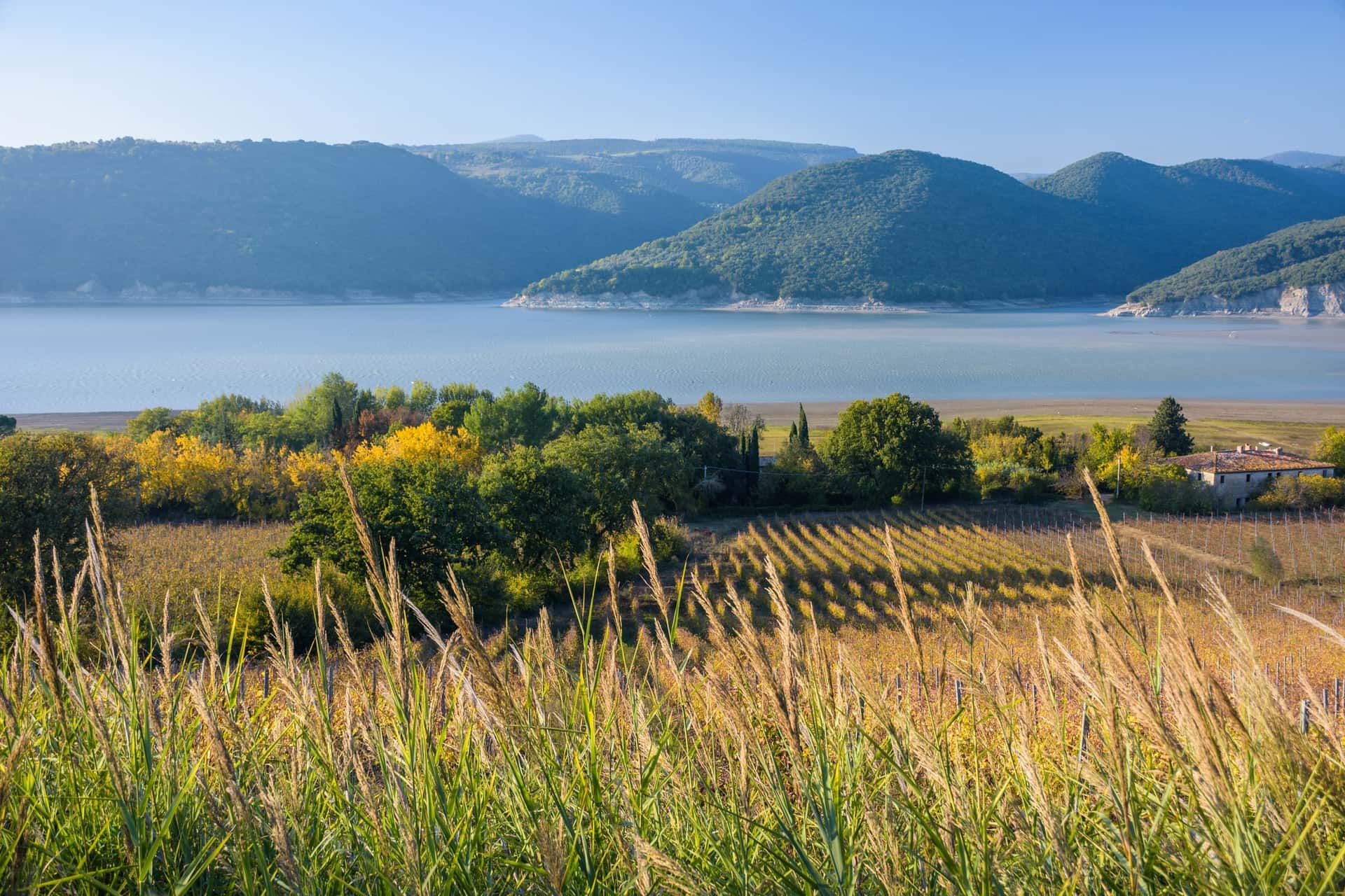Landskap i en vinregion