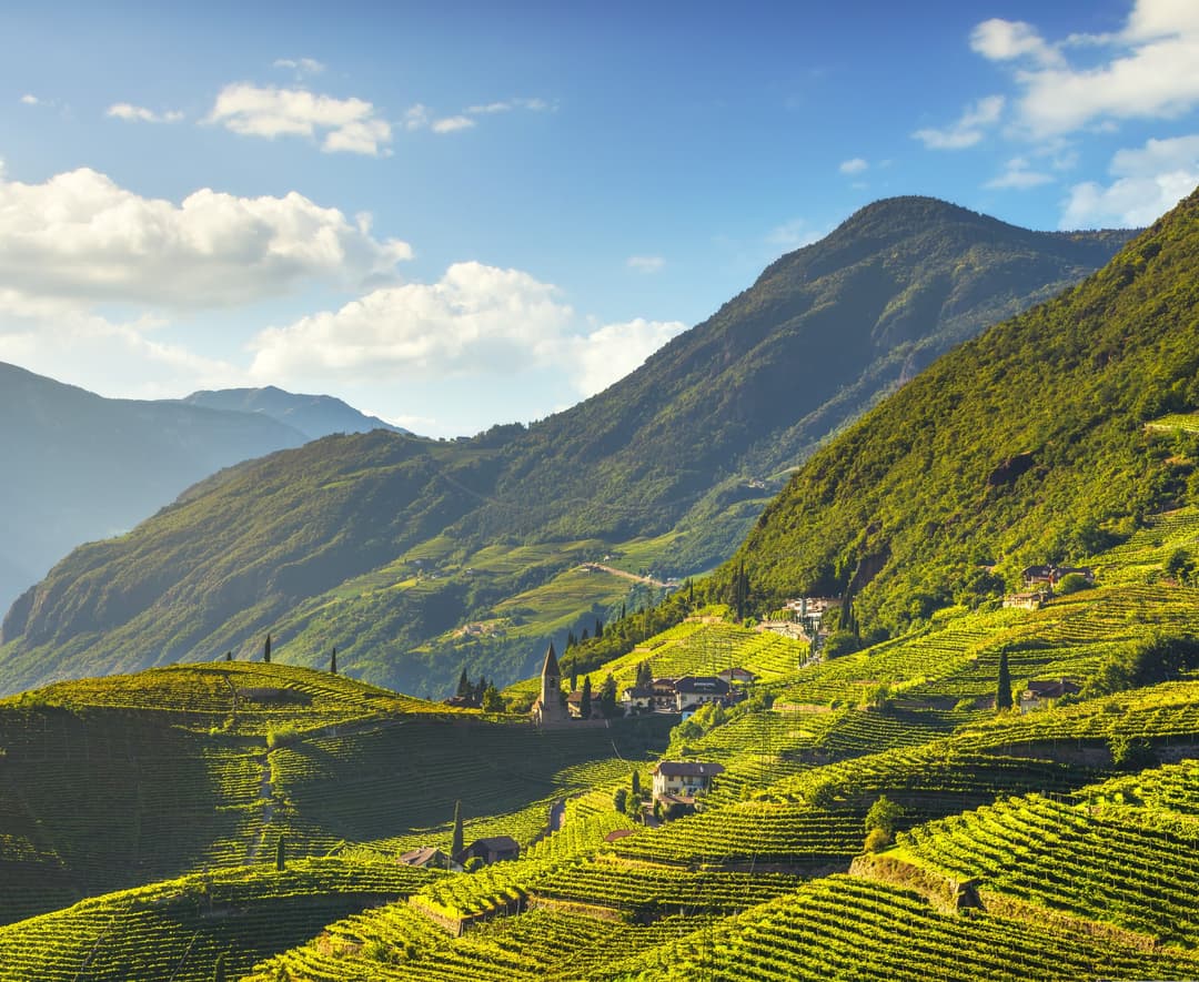Vineyards view in Santa Maddalena Bolzano. Trentino-Alto Adige wine region, Italy