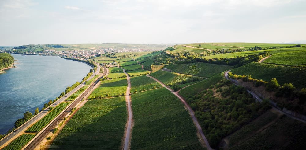 Vingårdar i Rheinhessen vinregion