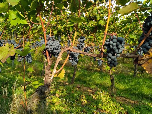 Weingut Lother
