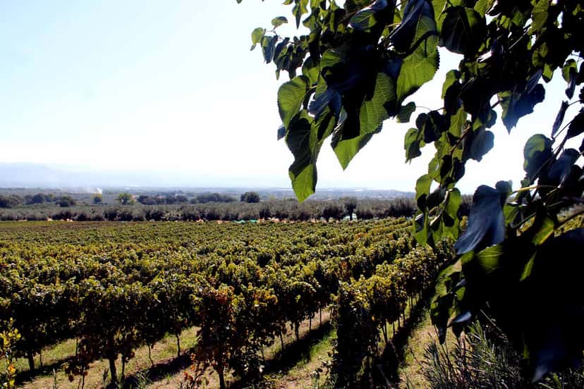 Azienda Agricola Fratelli Davoli
