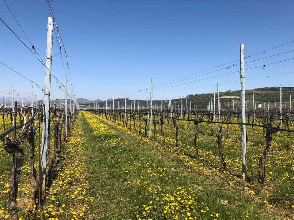 Veneto Vineyard Tour & Garganega Wine Tasting
