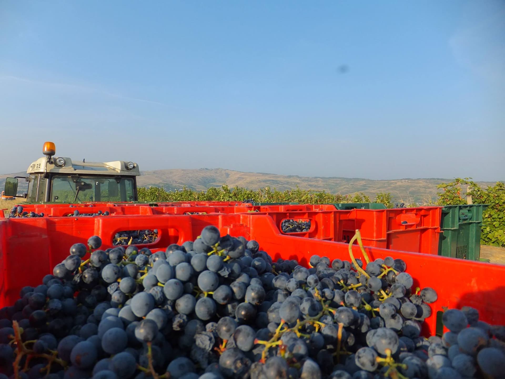 Basilescu Winery foto 4