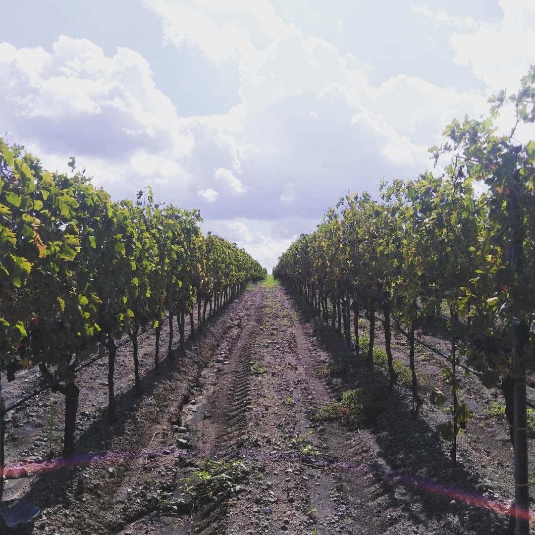 Lazio Wine Journey: Vineyard Tour & Tasting
