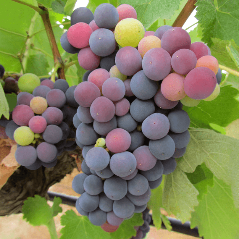 Dégustation de vins et visite à la Casa Ermelinda Freitas Vinhos