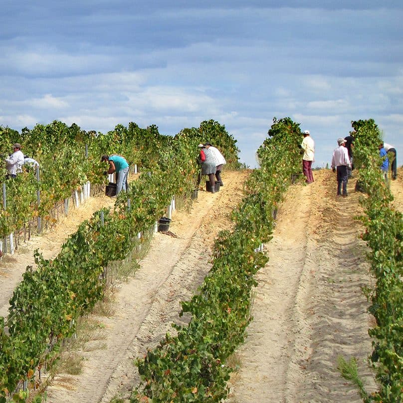 Casa Ermelinda Freitas Vinhos